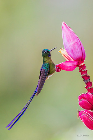 ECHB03608 - Violet-tailed Sylph Hummingbird