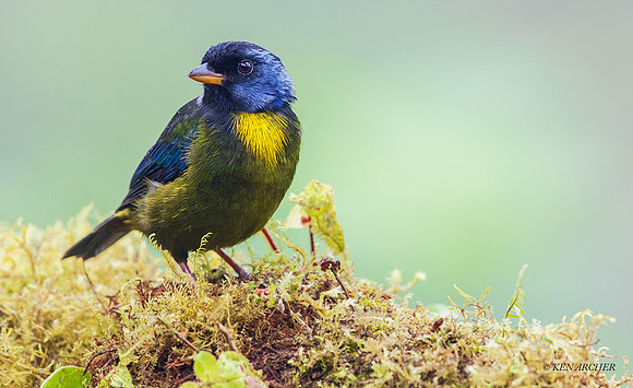 ECTR00493 - Moss-backed Tanager