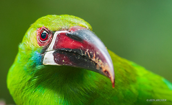 ECCT00040 - Crimson-rumped Toucanet copy