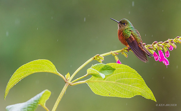 ECHB01596  - Chestnut-breasted Coronet Hummingbird