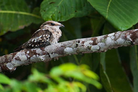 ECBD01522 Ladder-tailed Nightjar