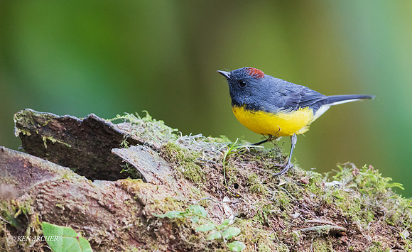 ECBD00350 - Slate-throated Redstart