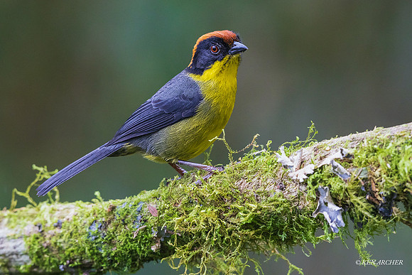 ECBD00465 - Yellow-breasted Brushfinch