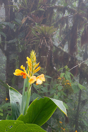 ECSF00058 Cloud Forest