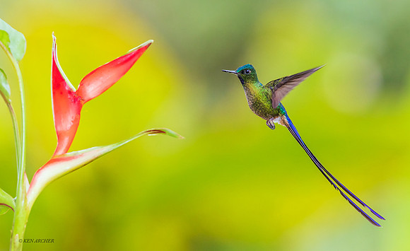 ECHB03943 - Violet-tailed Hummingbird