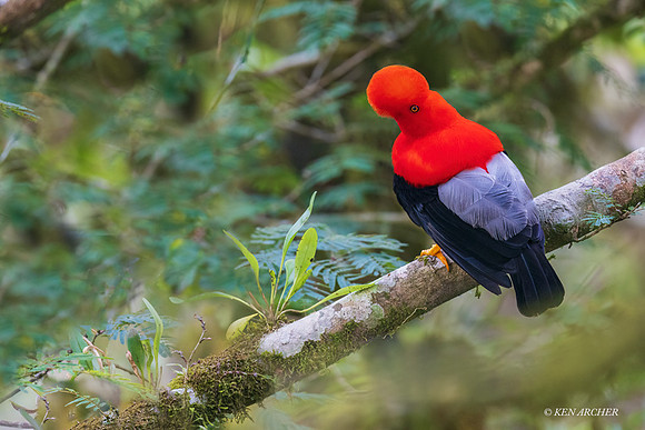 ECCK00163 _ Andean Cock of the Rock