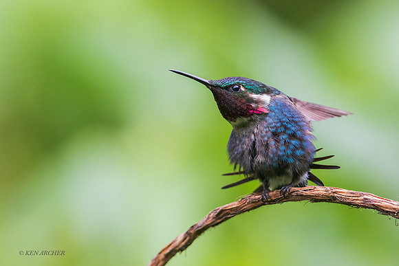 ECHB03110 - Gorgeted Woodstar Hummingbird