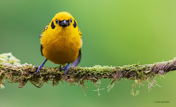 ECTR00819 - Golden Tanager