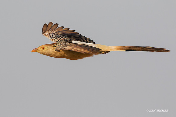 BZGC00005 - Guira Cuckoo