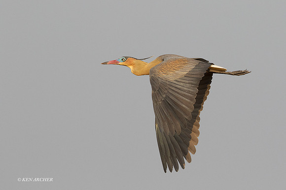 BZWH00006 - Whistling Heron