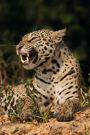 BZJR00472 - Jaguar