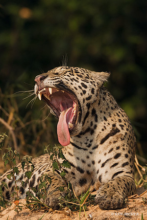 BZJR00468 - Jaguar