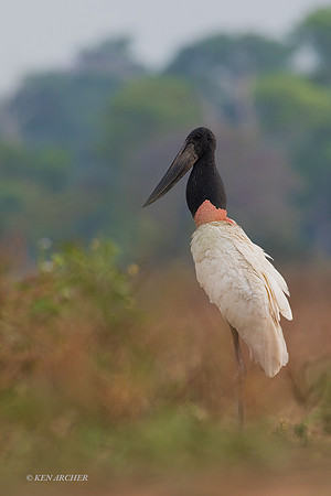 BZJS00183 - Jabiru Stork