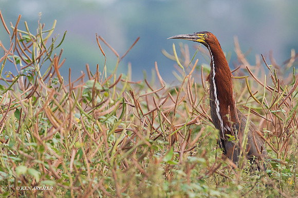 BZTH00076 - Rufescent Tiger Heron