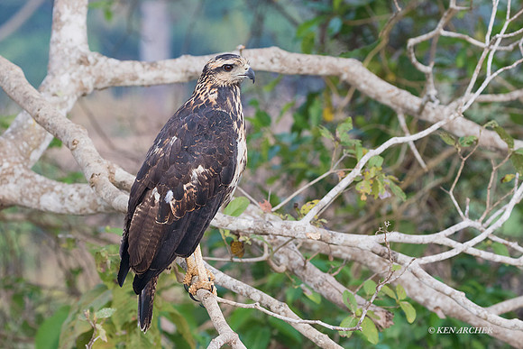 BZGB00078 - Great Black Hawk