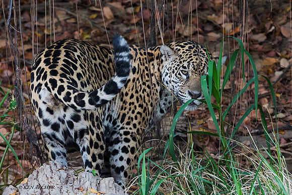 BZJR00213 - Jaguar