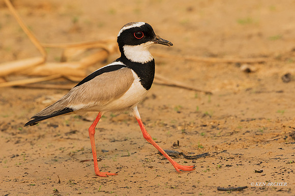 BZPL00021 - Pied Lapwing