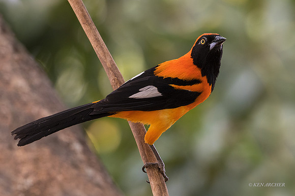 BZOT00036 - Orange-backed Troupial