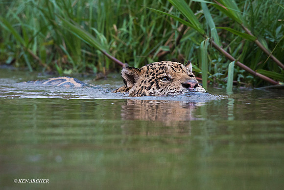 BZJR00329 - Jaguar