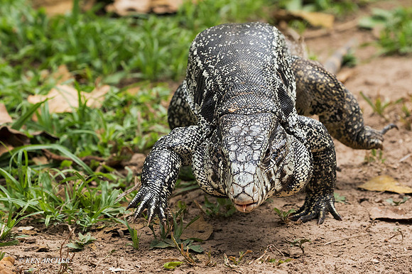 BZTU00004 - Black & White Tegu