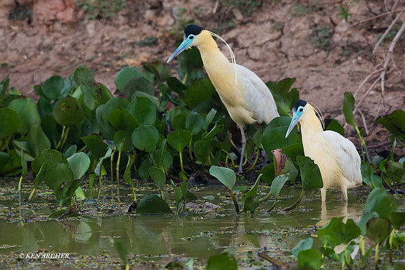 BZCH00033 - Capped Heron
