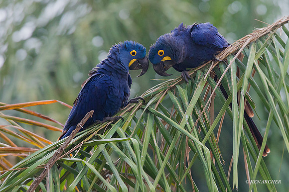 BZHM00050 - Hyacinth Macaw