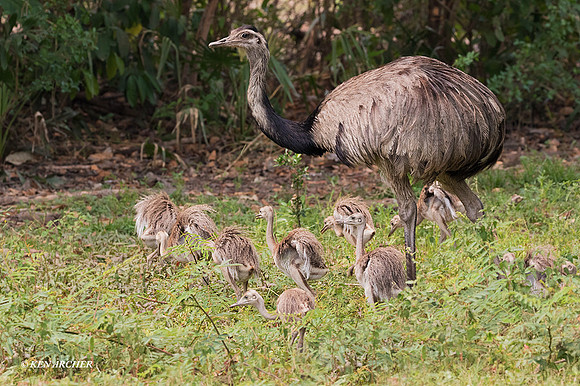 BZGR00016 - Greater Rhea