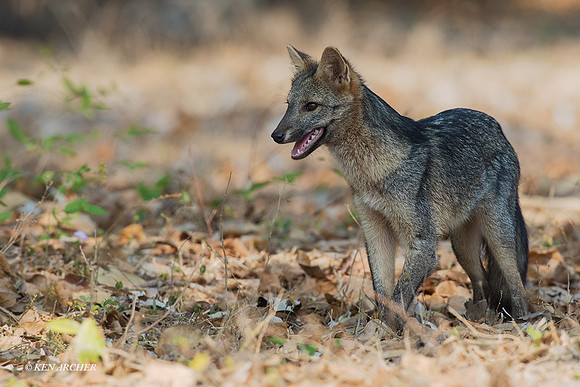BZCF00041 - Crab-eating Fox