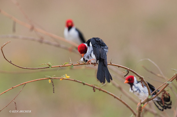 BZYB00124 - Yellow-billed Cardinal