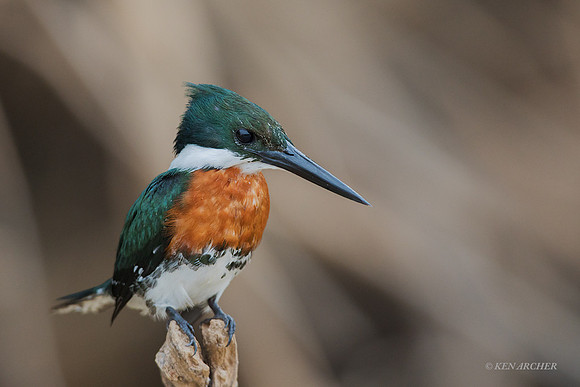 BZGK00053 - Green Kingfisher