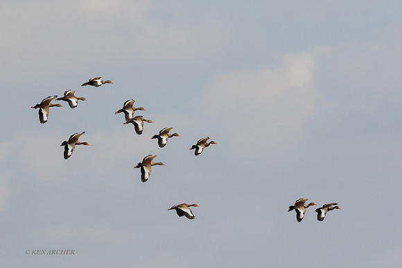 BZBW00016 - Black-bellied Whistling Duck