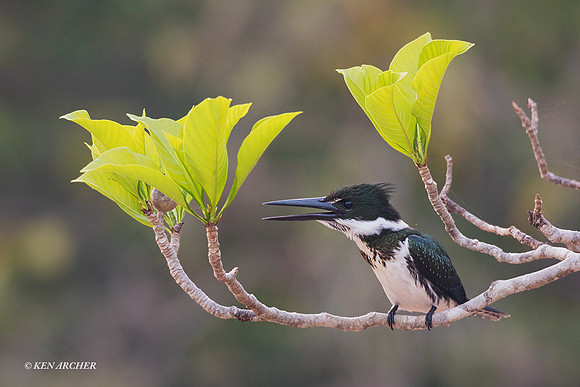BZAK00040 - Amazon Kingfisher