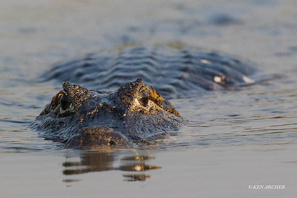 BZYC00012 - Yacare Caiman