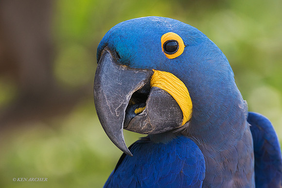 BZHM00008 - Hyacinth Macaw