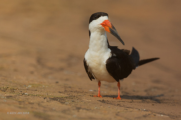 BZBS00011 - Black Skimmer