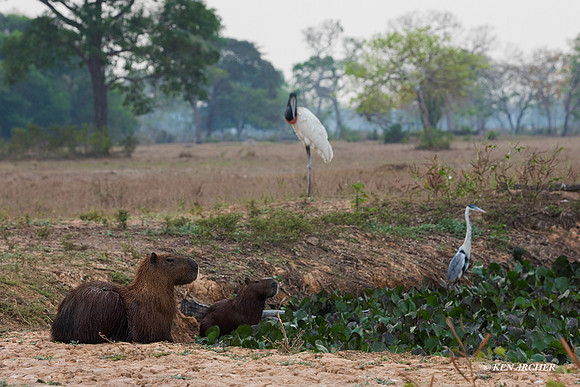BZCA00054 - Capybara