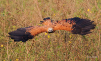 BZBH00016 - Black-collared Hawk