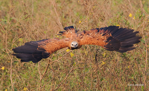 BZBH00016 - Black-collared Hawk