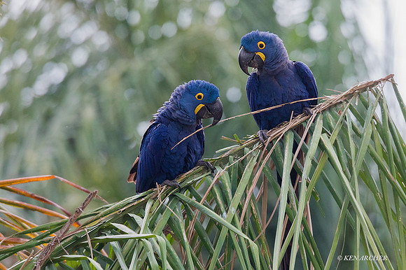 BZHM00055 - Hyacinth Macaw