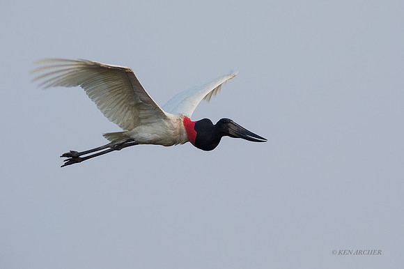 BZJS00216 - Jabiru Stork