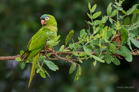 BZBP00047 - Blue-crowned Parakeet