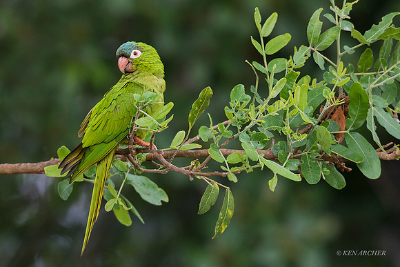 BZBP00047 - Blue-crowned Parakeet