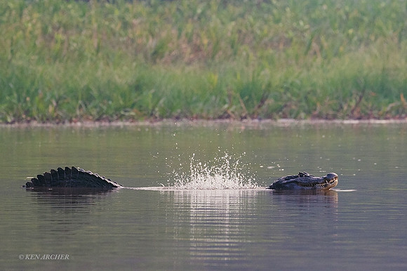 BZYC00030 - Yacare Caiman