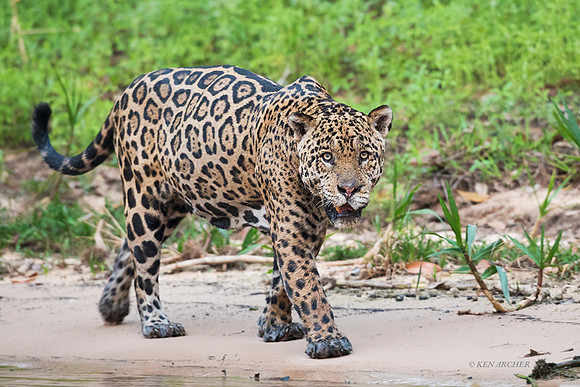 BZJR00315 - Jaguar
