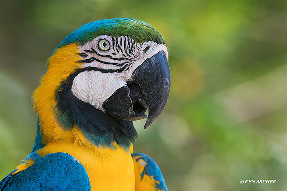 BZBG00048 - Blue & Gold Macaw