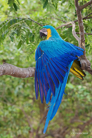 BZBG00287 - Blue & Gold Macaw