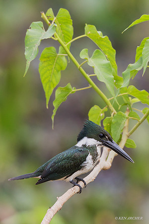 BZAK00128 - Amazon Kingfisher