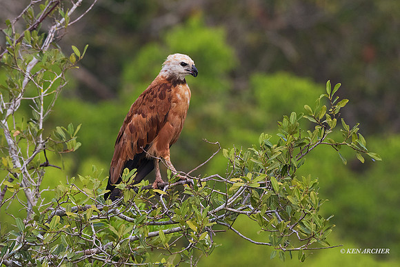 BZBH00055 - Black-collared Hawk