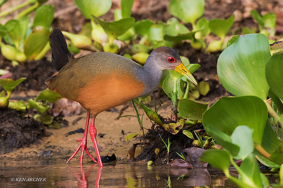 BZGW00022 - Gray-necked Wood Rail