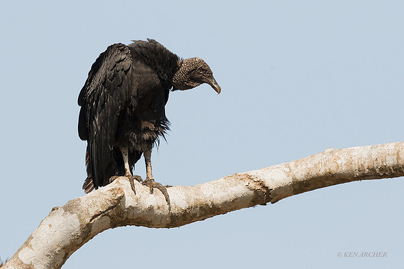 BZBS00003 - Black Vulture